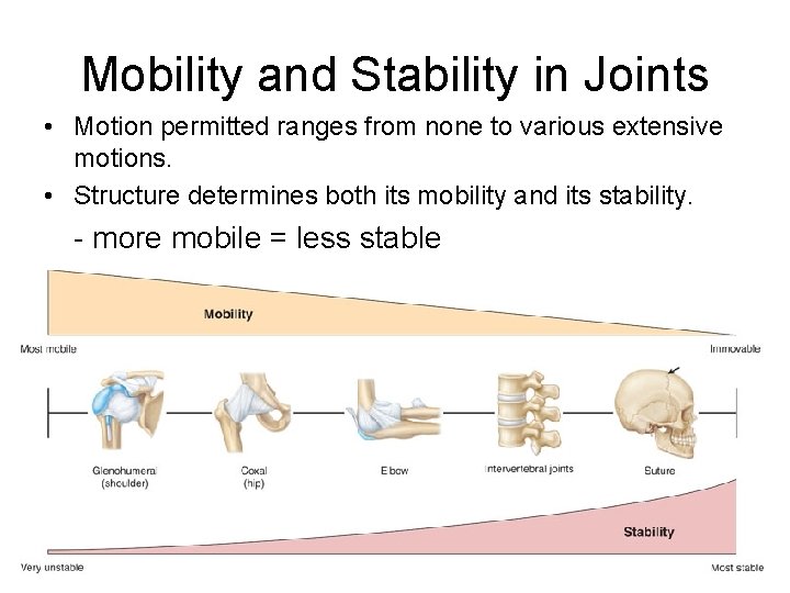 Mobility and Stability in Joints • Motion permitted ranges from none to various extensive