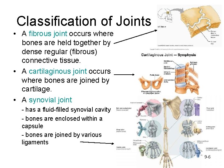 Classification of Joints • A fibrous joint occurs where bones are held together by