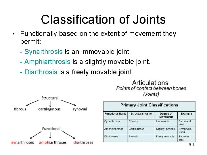 Classification of Joints • Functionally based on the extent of movement they permit: -