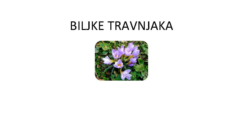 BILJKE TRAVNJAKA 