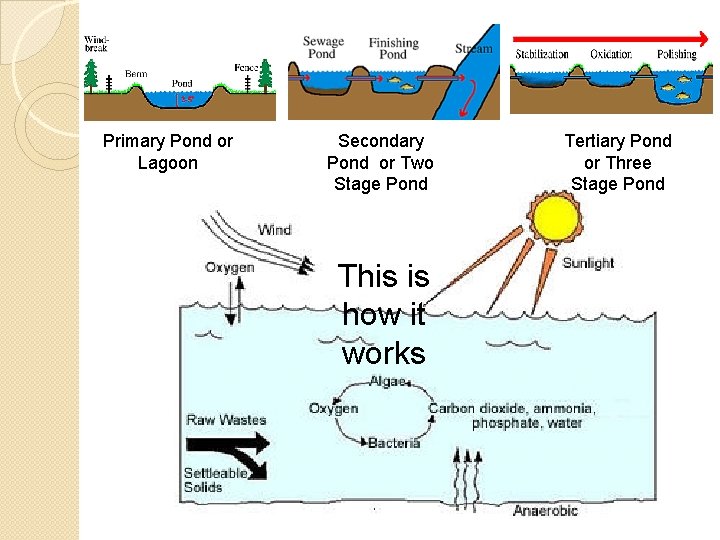 Ponds Primary Pond or Lagoon Secondary Pond or Two Stage Pond This is how