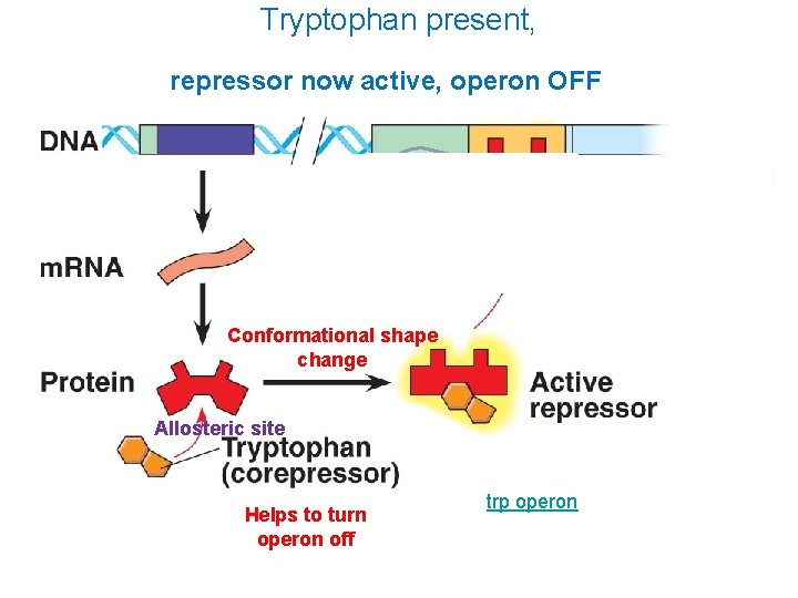 Tryptophan present, repressor now active, operon OFF Conformational shape change Allosteric site Helps to