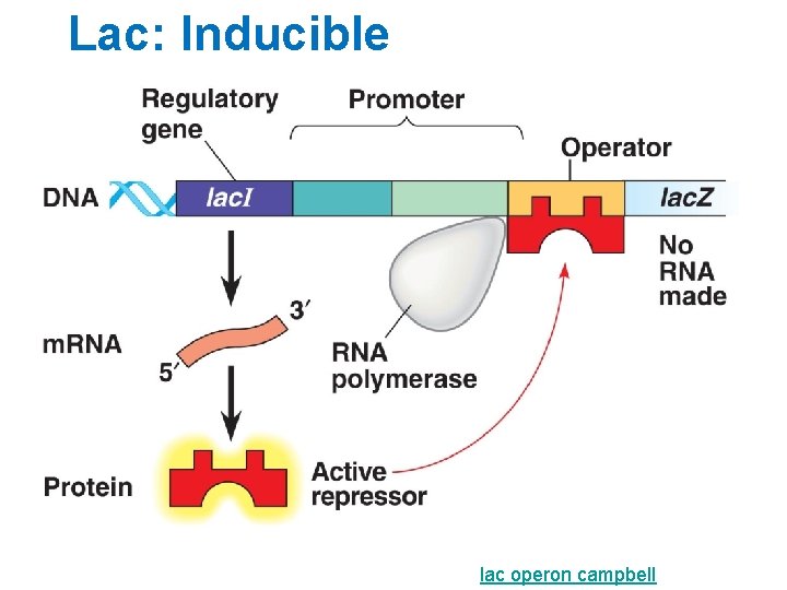 Lac: Inducible lac operon campbell 