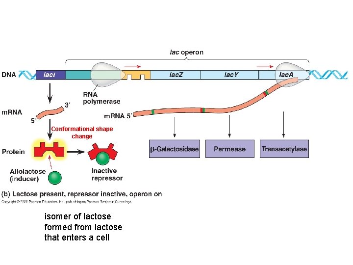 Conformational shape change isomer of lactose formed from lactose that enters a cell 