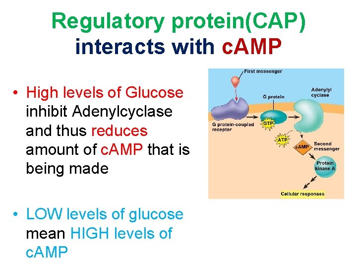 Regulatory protein(CAP) interacts with c. AMP • High levels of Glucose inhibit Adenylcyclase and