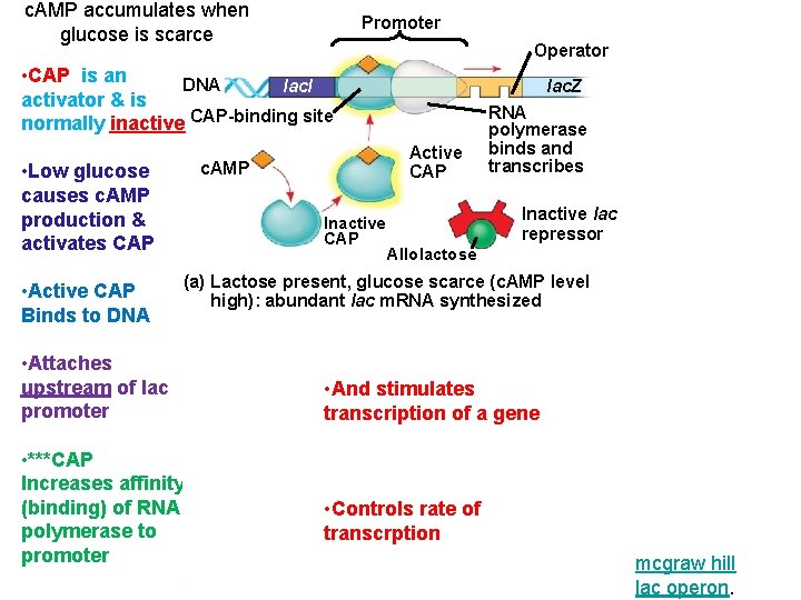 c. AMP accumulates when glucose is scarce Promoter Operator • CAP is an DNA