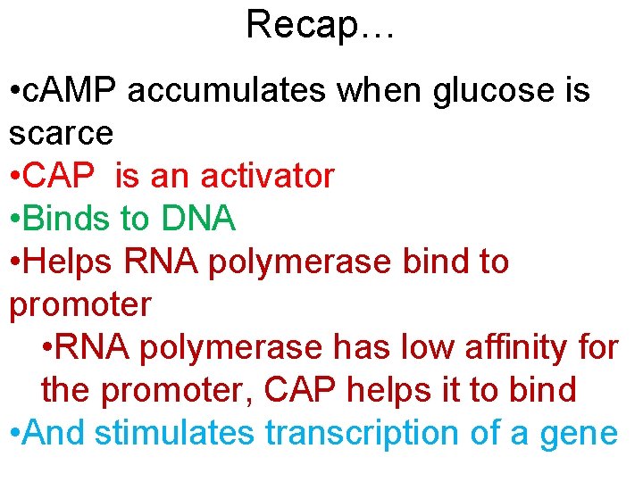 Recap… • c. AMP accumulates when glucose is scarce • CAP is an activator