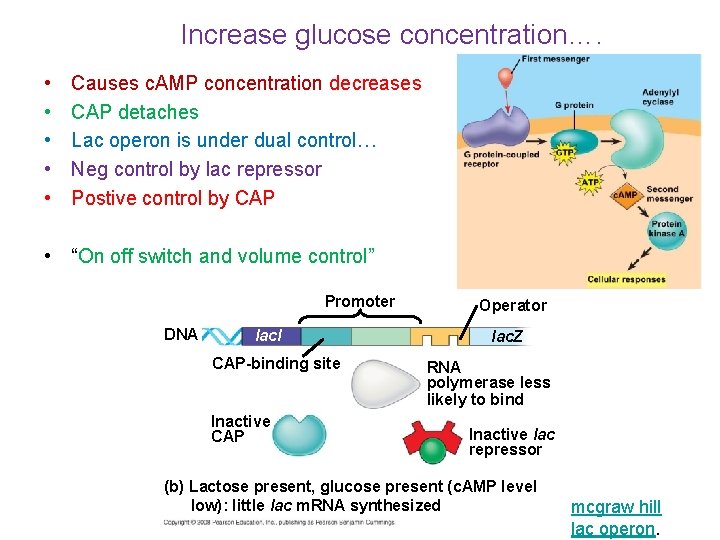 Promoter Increase glucose concentration…. Operator • • • DNA concentration lac. I Causes c.