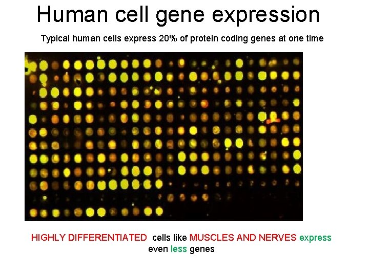 Human cell gene expression Typical human cells express 20% of protein coding genes at