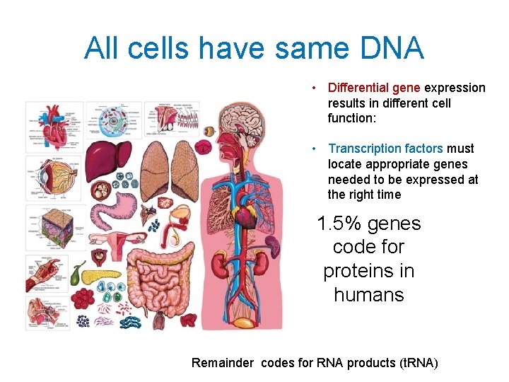 All cells have same DNA • Differential gene expression results in different cell function:
