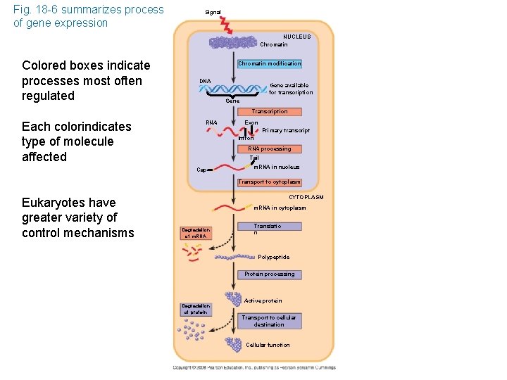Fig. 18 -6 summarizes process of gene expression Signal NUCLEUS Chromatin Colored boxes indicate