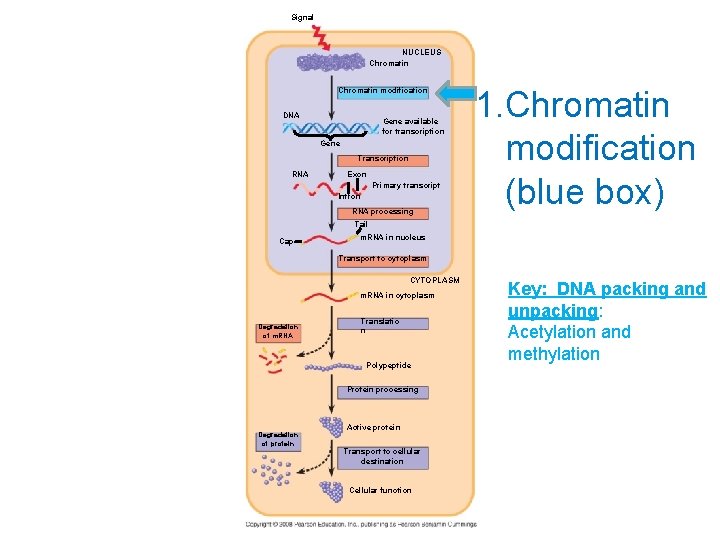 Signal NUCLEUS Chromatin modification DNA Gene available for transcription Gene Transcription RNA Exon Primary
