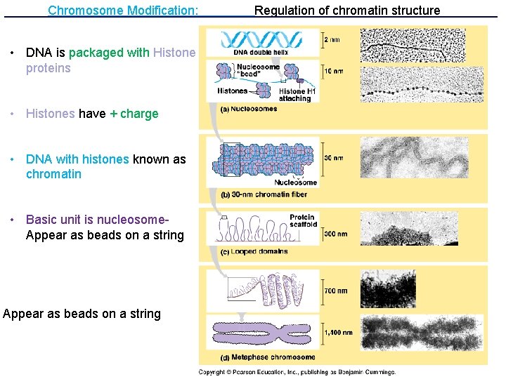 Chromosome Modification: • DNA is packaged with Histone proteins • Histones have + charge