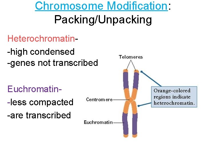 Chromosome Modification: Packing/Unpacking Heterochromatin-high condensed -genes not transcribed Euchromatin-less compacted -are transcribed 