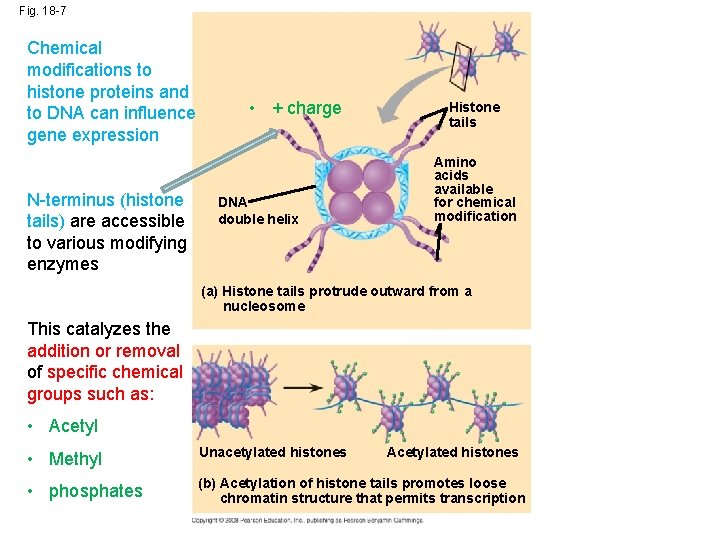 Fig. 18 -7 Chemical modifications to histone proteins and to DNA can influence gene