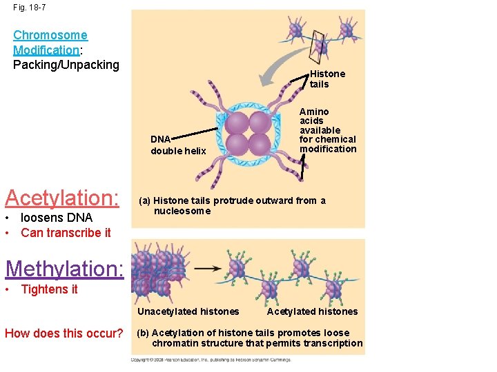 Fig. 18 -7 Chromosome Modification: Packing/Unpacking Histone tails DNA double helix Acetylation: • loosens