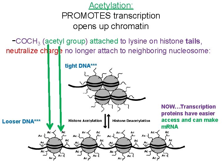 Acetylation: PROMOTES transcription opens up chromatin -COCH 3 (acetyl group) attached to lysine on