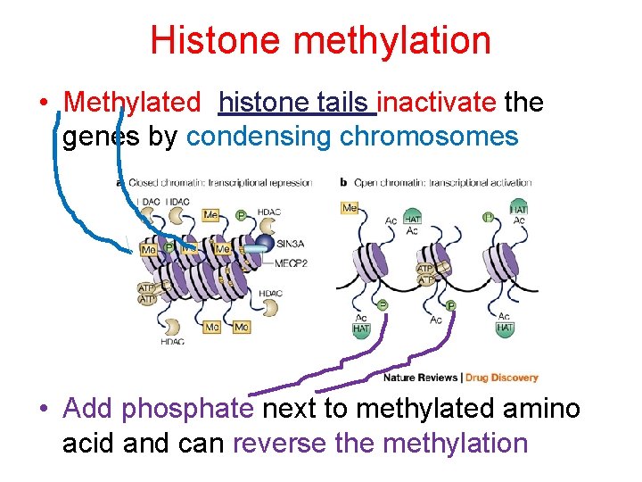 Histone methylation • Methylated histone tails inactivate the genes by condensing chromosomes • Add