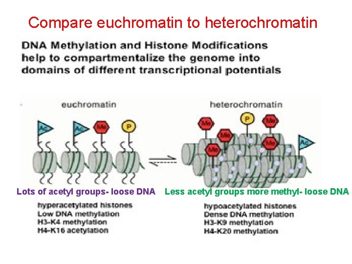 Compare euchromatin to heterochromatin Lots of acetyl groups- loose DNA Less acetyl groups more