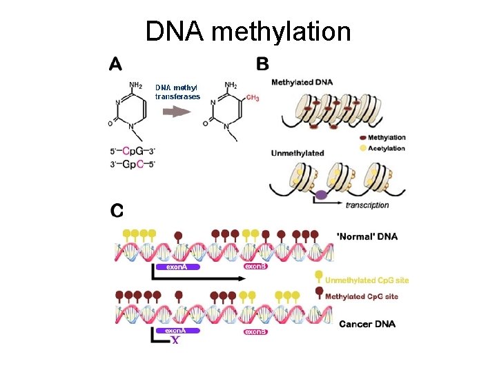 DNA methylation 