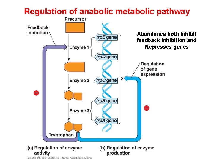 Regulation of anabolic metabolic pathway Abundance both inhibit feedback inhibition and Represses genes 