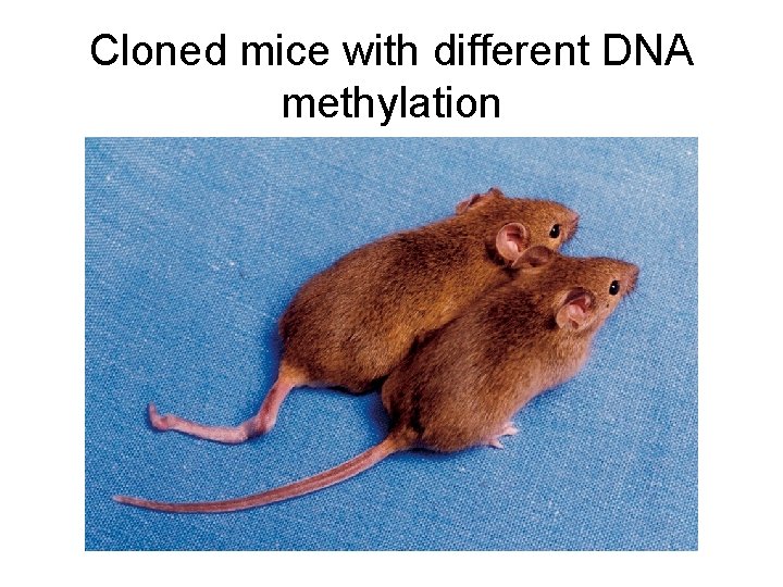 Cloned mice with different DNA methylation 