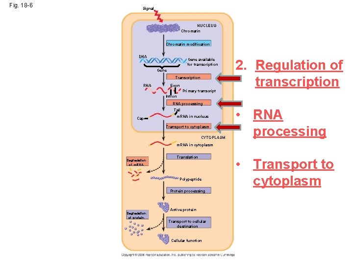 Fig. 18 -6 Signal NUCLEUS Chromatin modification DNA Gene available for transcription Gene Transcription