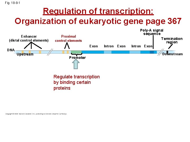 Fig. 18 -8 -1 Regulation of transcription: Organization of eukaryotic gene page 367 Enhancer