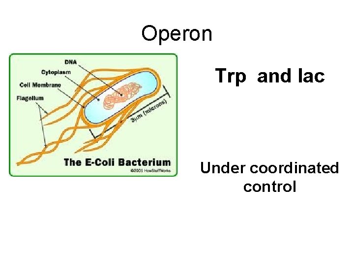 Operon Trp and lac Under coordinated control 