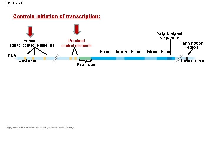 Fig. 18 -8 -1 Controls initiation of transcription: Enhancer (distal control elements) Poly-A signal