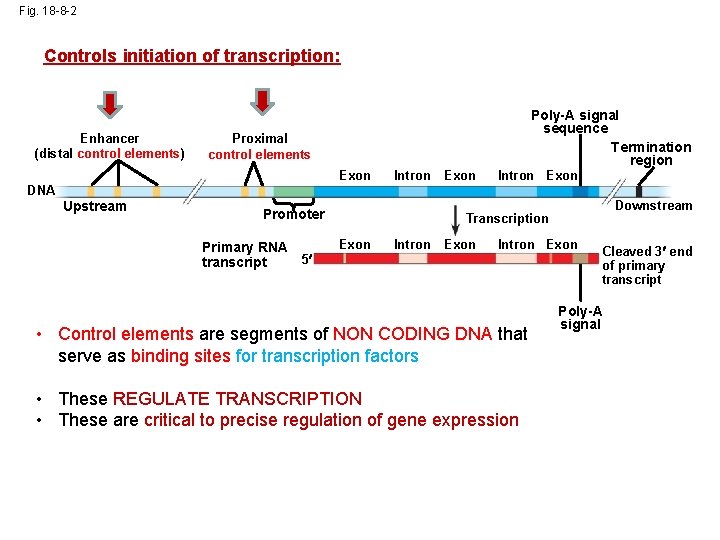Fig. 18 -8 -2 Controls initiation of transcription: Enhancer (distal control elements) Poly-A signal