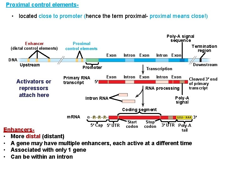 Proximal control elements- • located close to promoter (hence the term proximal- proximal means