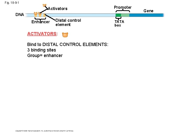 Fig. 18 -9 -1 Activators Promoter DNA Enhancer Distal control element ACTIVATORS: Bind to