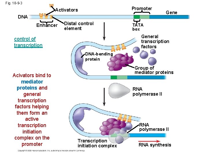 Fig. 18 -9 -3 Promoter Activators DNA Enhancer Distal control element Gene TATA box