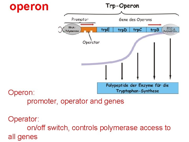 operon Operon: promoter, operator and genes Operator: on/off switch, controls polymerase access to all