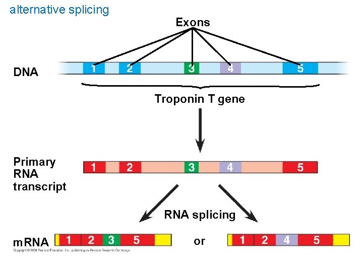 alternative splicing Exons DNA Troponin T gene Primary RNA transcript RNA splicing m. RNA