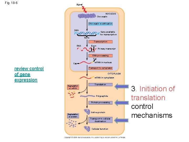 Fig. 18 -6 Signal NUCLEUS Chromatin modification DNA Gene available for transcription Gene Transcription