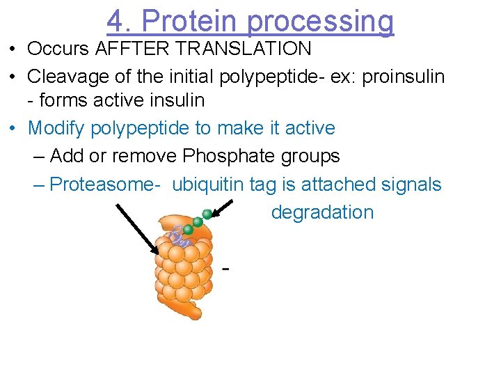 4. Protein processing • Occurs AFFTER TRANSLATION • Cleavage of the initial polypeptide- ex: