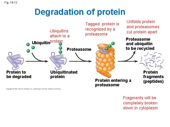 Fig. 18 -12 Degradation of protein Ubiquitins attach to a Ubiquitinprotein Tagged protein is