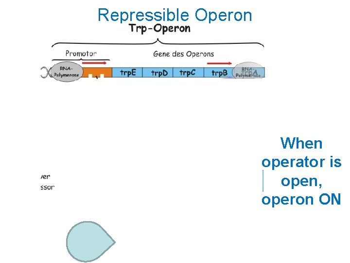 Repressible Operon When operator is open, operon ON 