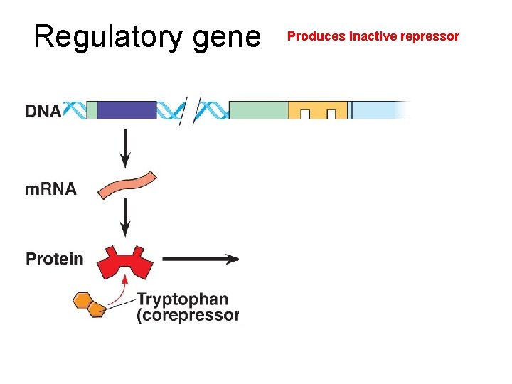 Regulatory gene Produces Inactive repressor 