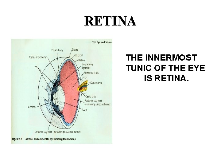 RETINA THE INNERMOST TUNIC OF THE EYE IS RETINA. 