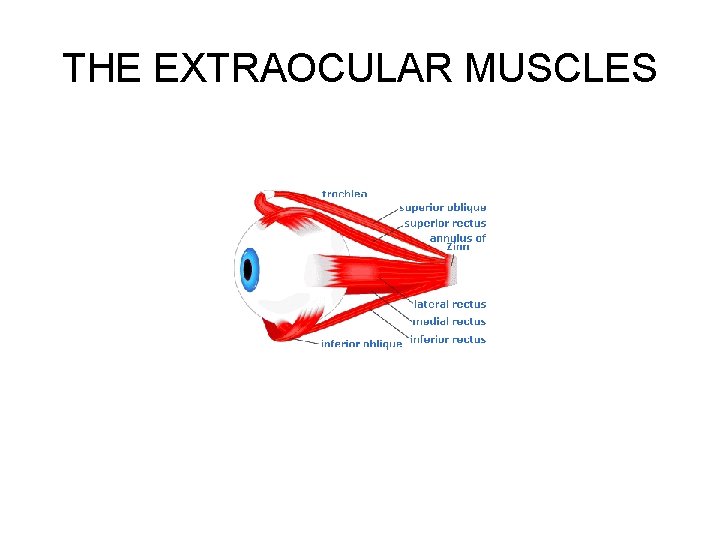 THE EXTRAOCULAR MUSCLES 