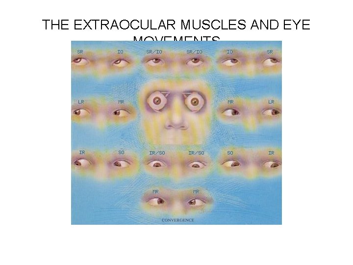 THE EXTRAOCULAR MUSCLES AND EYE MOVEMENTS 