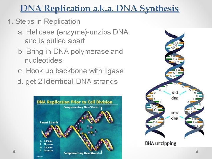 DNA Replication a. k. a. DNA Synthesis 1. Steps in Replication a. Helicase (enzyme)-unzips