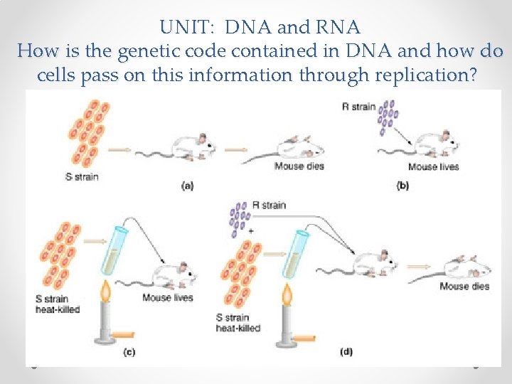UNIT: DNA and RNA How is the genetic code contained in DNA and how