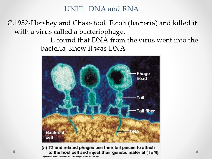 UNIT: DNA and RNA C. 1952 -Hershey and Chase took E. coli (bacteria) and
