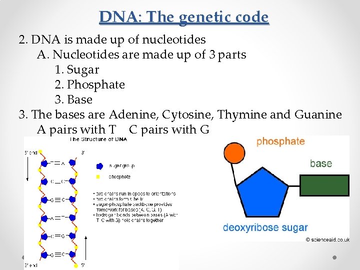 DNA: The genetic code 2. DNA is made up of nucleotides A. Nucleotides are