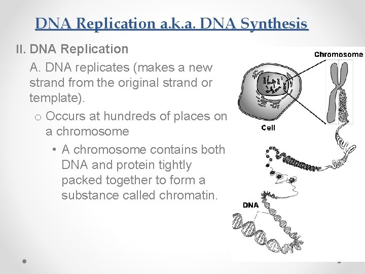 DNA Replication a. k. a. DNA Synthesis II. DNA Replication A. DNA replicates (makes
