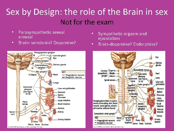 Sex by Design: the role of the Brain in sex Not for the exam